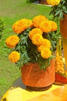 Бархатцы прямостоячие Moonstruck F1 Orange Бархатцы прямостоячие Moonstruck F1 Orange