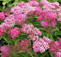 Спирея Бумальда (Spiraea bumaldii) 0,05
