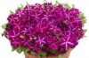 Петуния Джоконда Purple&White F1 Ампельная арт. 9262 Pelleted 100 драже